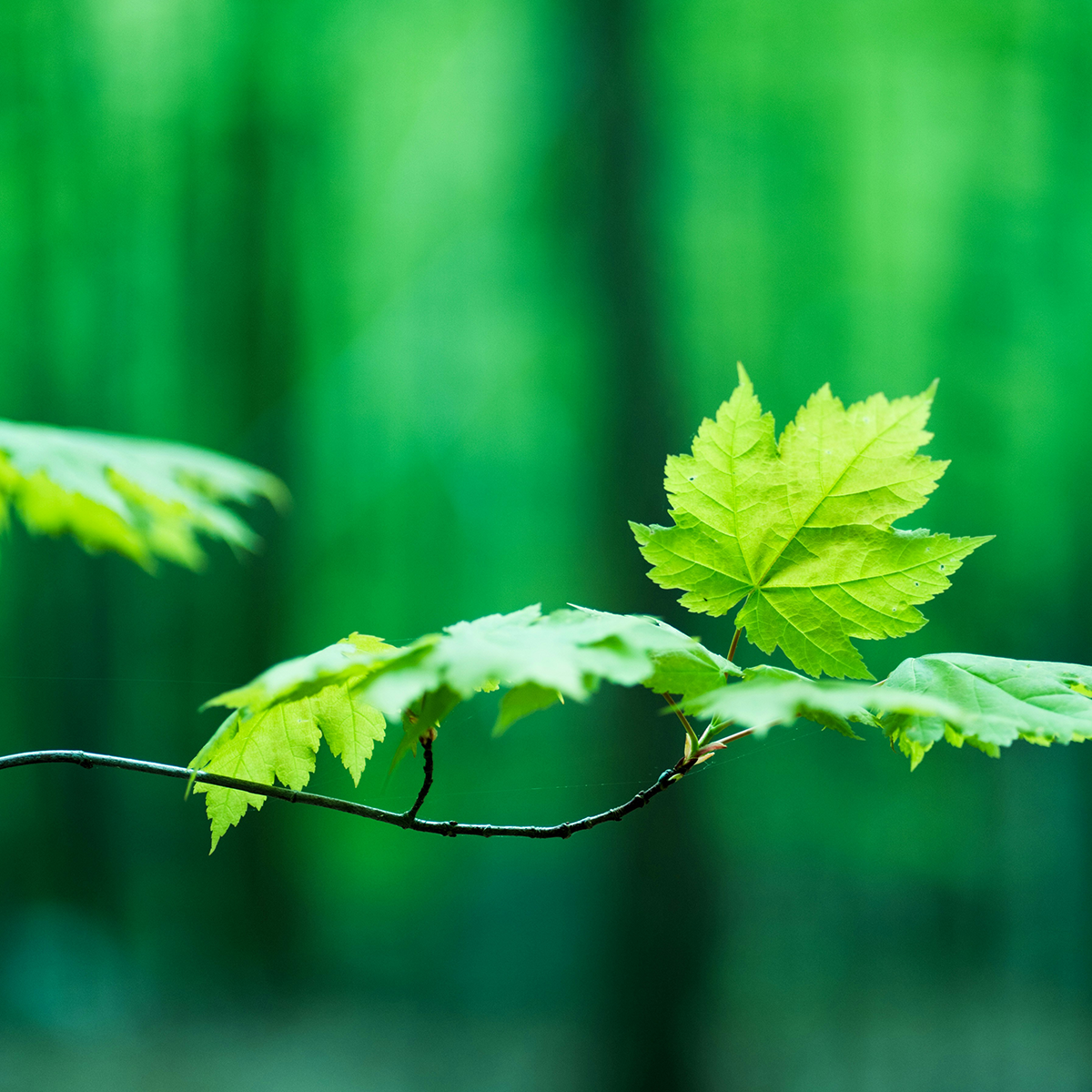 Tree branch with leaves